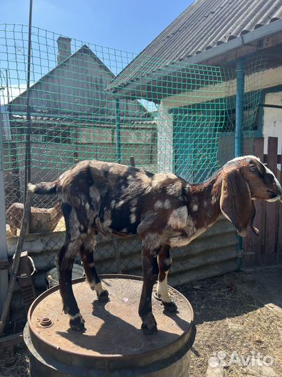 Нубийские козлята