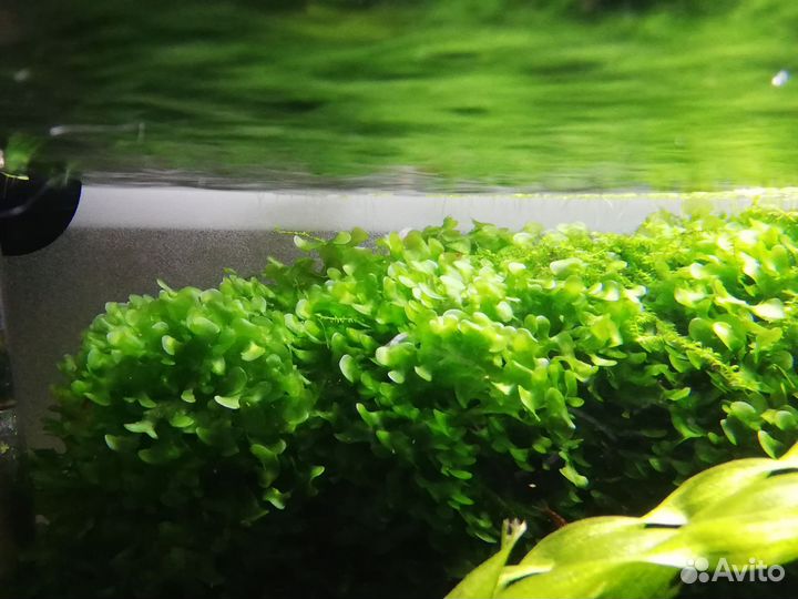 Креветки, анциструсы, аквариумные растения