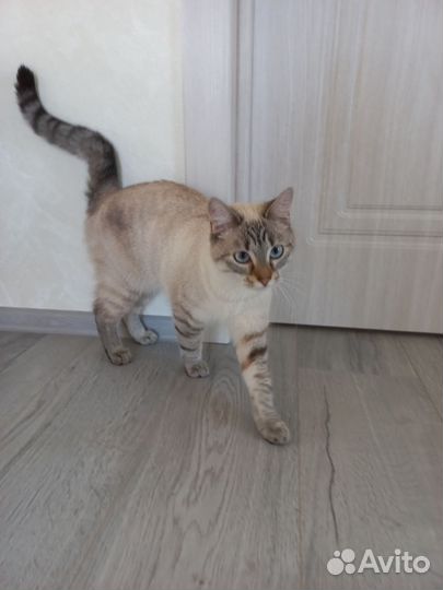 Кошечка Сима