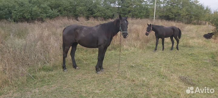 Кобыла и жеребец