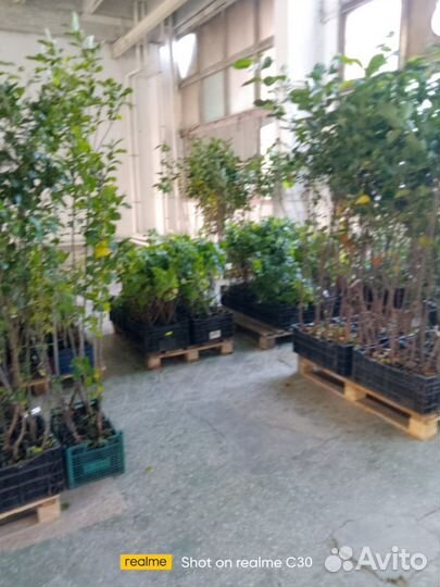 Продавец-консультант