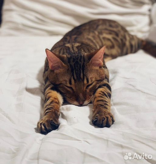 Бенгальский кот вязка