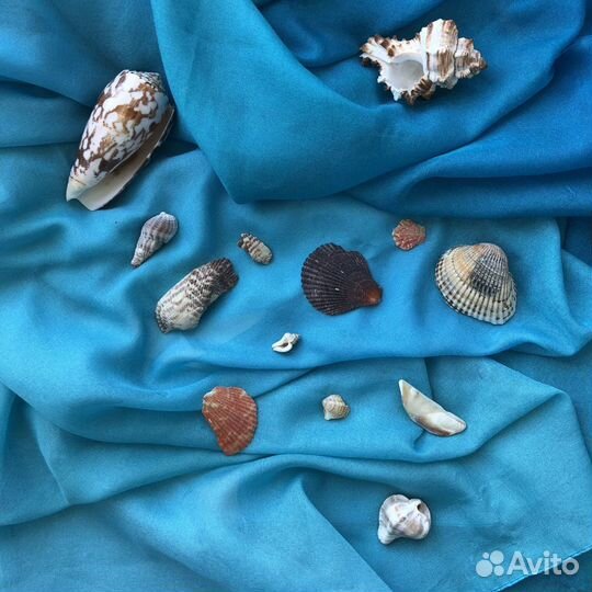 Ракушки и камушки морские