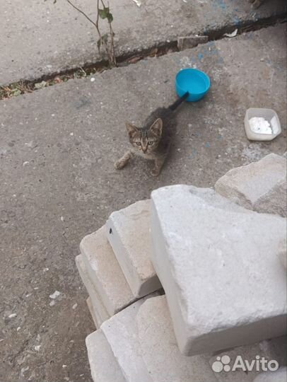 Котятки в добрые руки