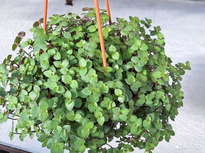 Комнатные растения. Каллизия ползучая
