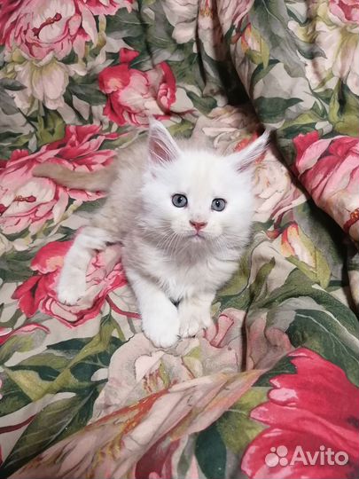 Котята Мейн Кун