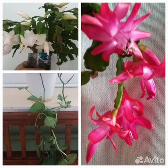 Комнатные растения