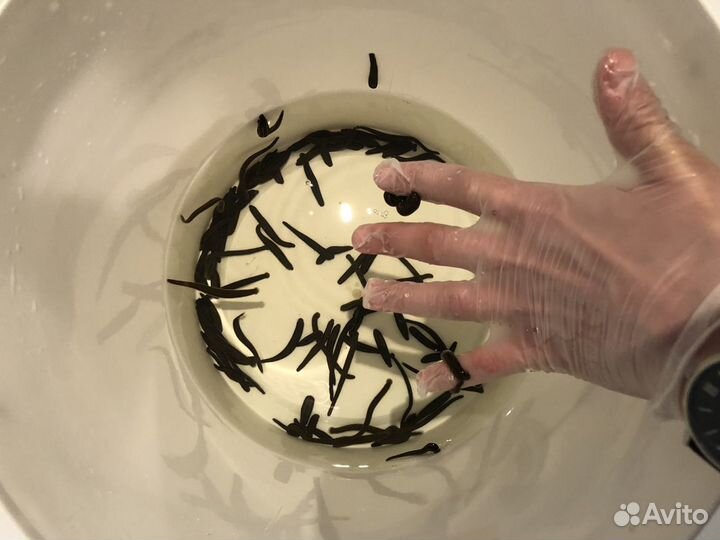 Пиявки медицинские (Выращенные)