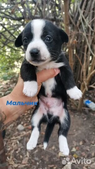 Щенок в добрые руки маленькой собаки
