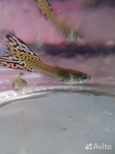 Аквариумная рыба, гуппи