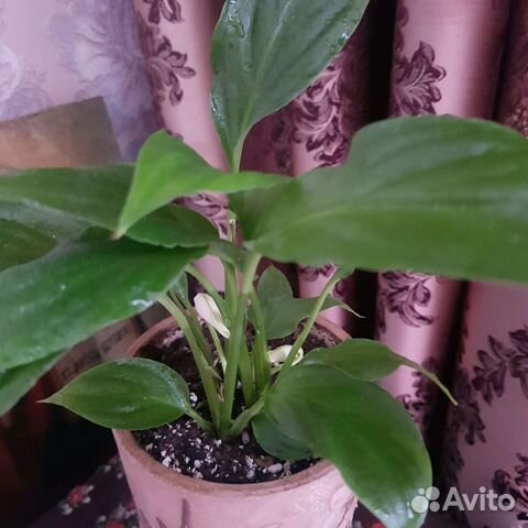 Спатифиллум женское счастье