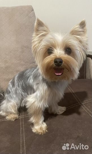 Вязка йоркширский терьер