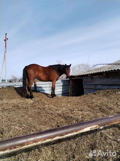 Продам лошадь