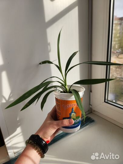 Комнатные растения цветы