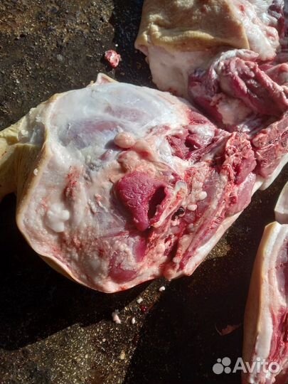 Мясо свинина домашняя