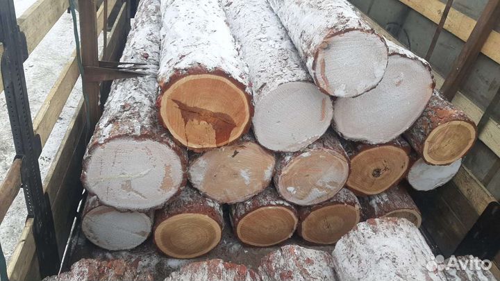 Кедр,листвиница