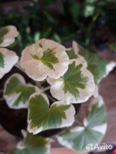 Пеларгония герань