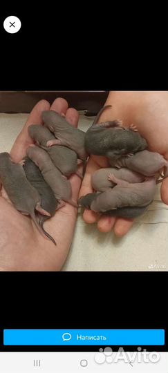 Крыса дамбо