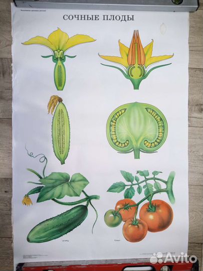 Плакаты по биологии/ботанике СССР