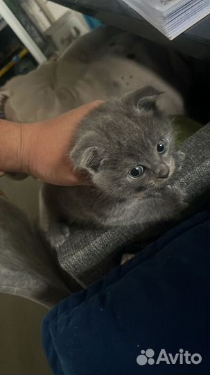 Продам котенка