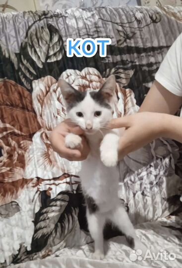 Котята в добрые руки бесплатно