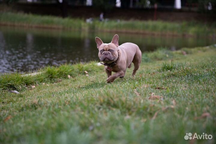 Французский бульдог кобель вязка