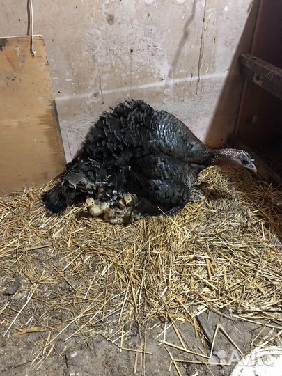 Индюшата домашние