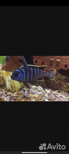 Псевдотрофеус элонгатус мпанга (цихлиды)