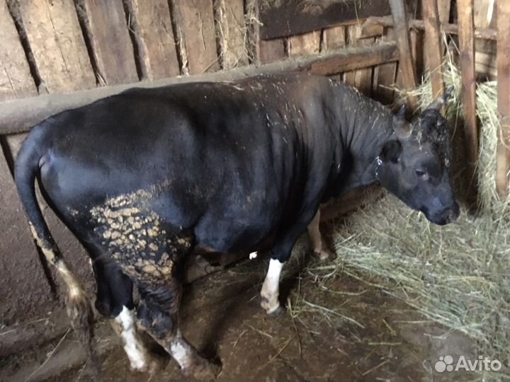 Продаються быки