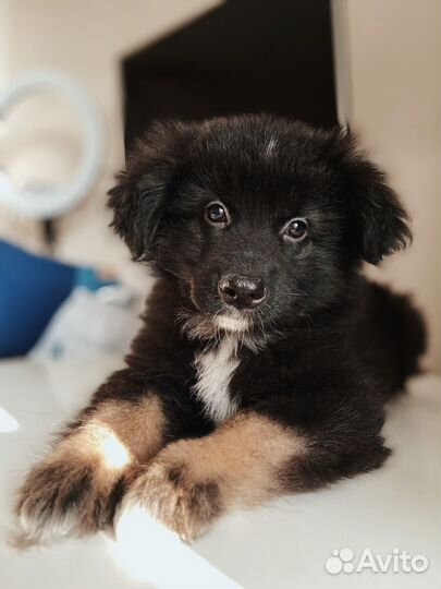 Щенок овчарки мальчик в добрые руки