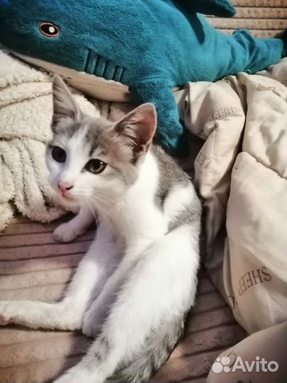 Котенок в добрые руки