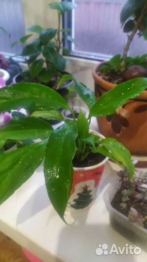 Спатифилум