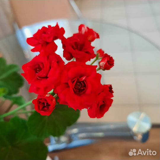 Герань (пеларгония) -розенбудная