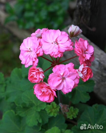 Пеларгония герань