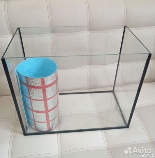 Коридорас альбинос