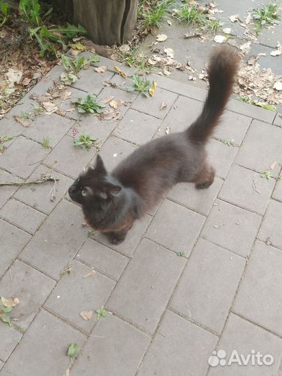 Кошка в дар