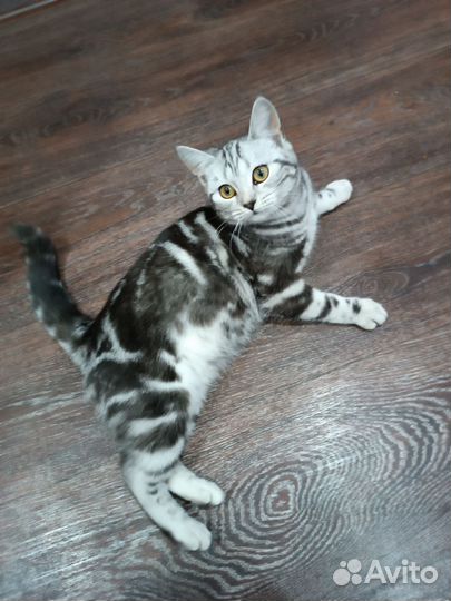 Котята в добрые руки приучены к лотку