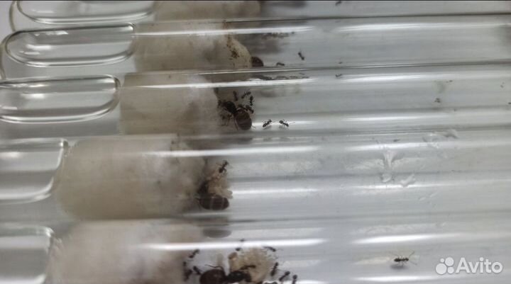 Муравьи lasius niger