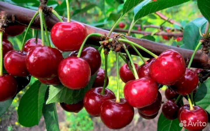 Саженцы черевишни Ивановна