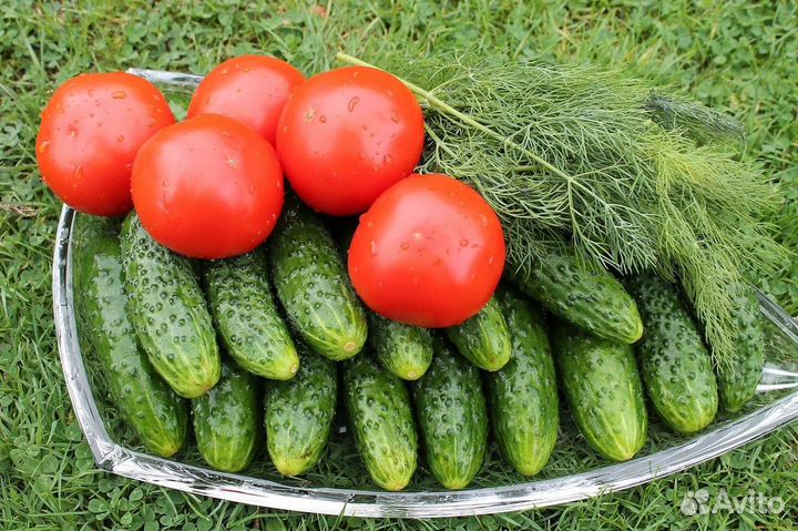 Подработка по свободному графику. Сборщик урожая