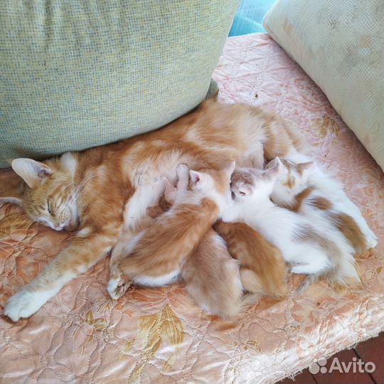 Кошки мейн-кун