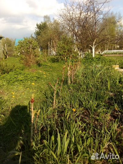 Продам саженцы конского каштана