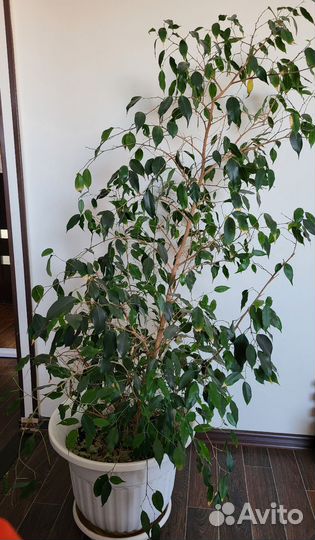Фикус бенджамина большой