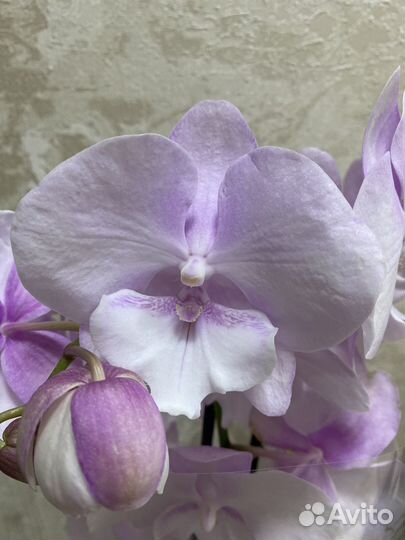 Орхидея биглип