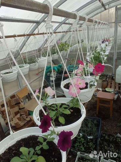 Рассада цветы петуния в кашпо, лобелия, шалфей