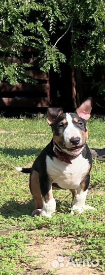 Миниатюрный бультерьер