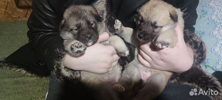 Щенки помесь немецкой овчарки