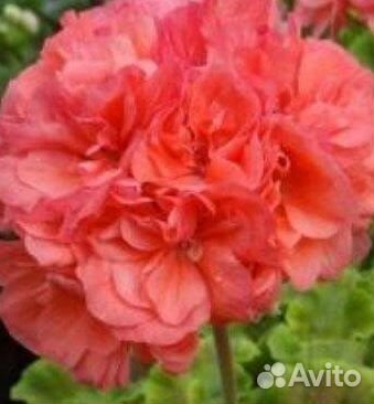 Пеларгония (герань) Bold Gold