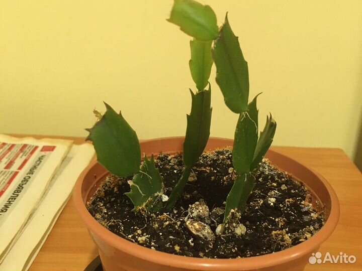 Декабрист шлюмбергера