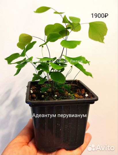 Папоротники разные комнатные